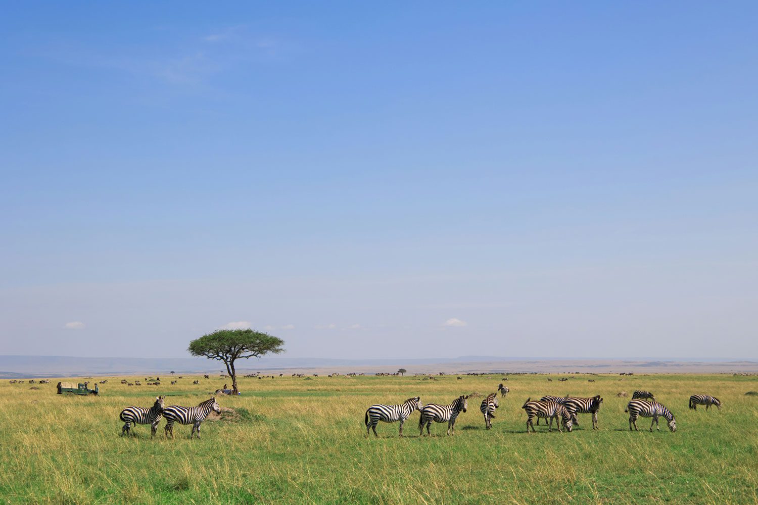 Zebras in the Mara, Maasai Mara, Kenya